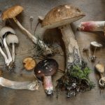 Mushroom