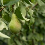 Pear
