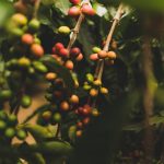 Coffee, green