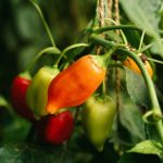 Green pepper
